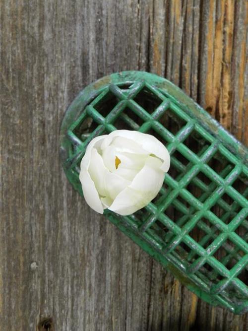 WHITE TULIPS